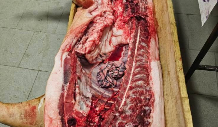 2. fotografia fotogalérie Obecná zabíjačka 2025