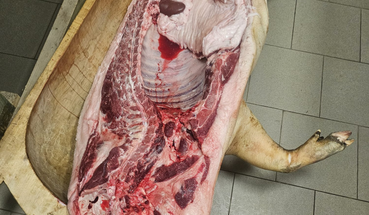 10. fotografia fotogalérie Obecná zabíjačka 2026